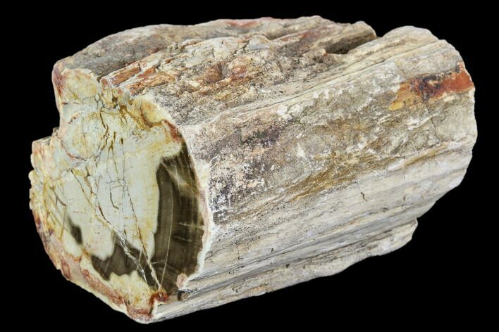Polished Petrified Wood Limb - Madagascar #105079